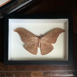 Framed Chinese Oak Silk Moth